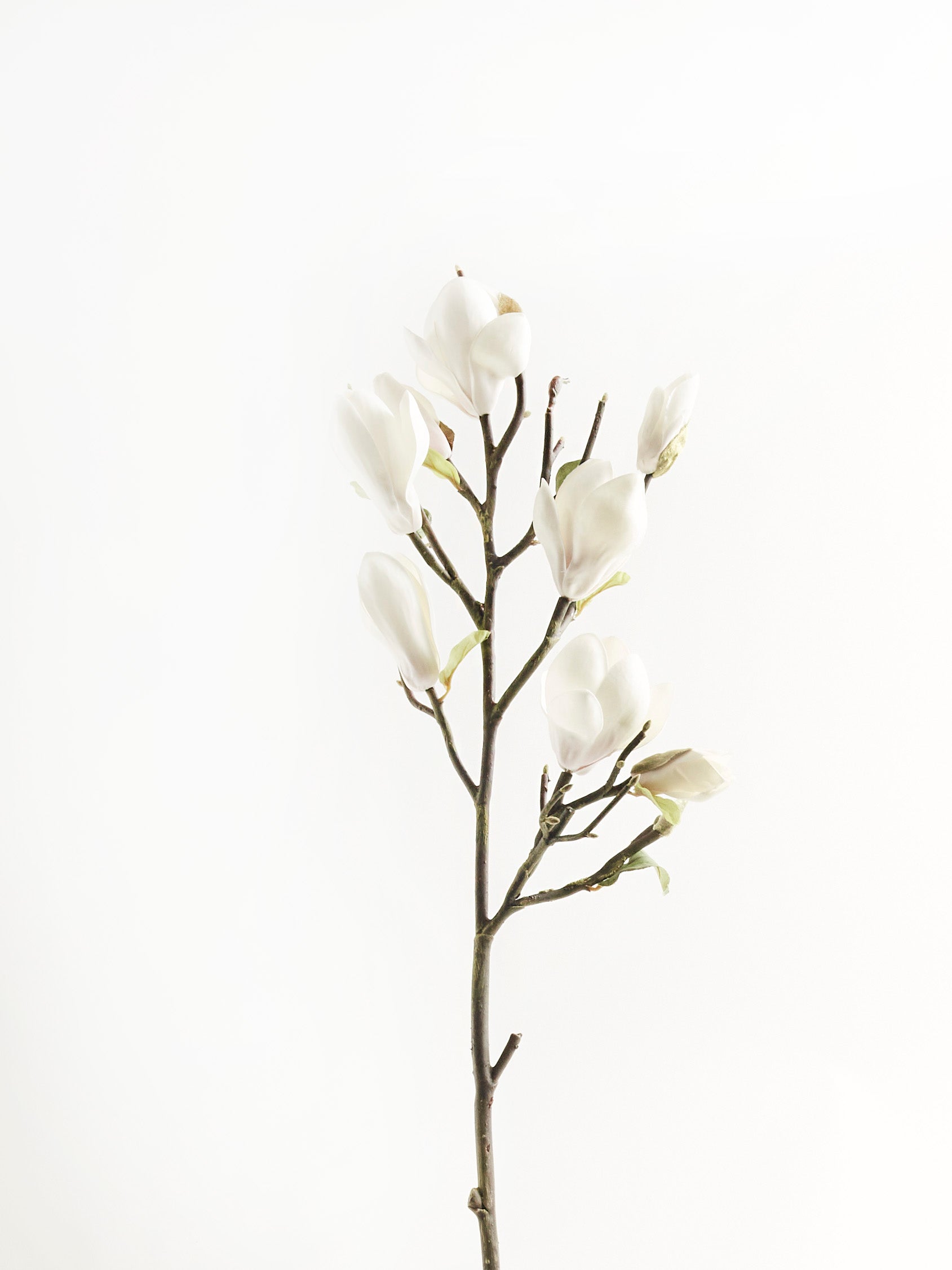 Faux White Magnolia