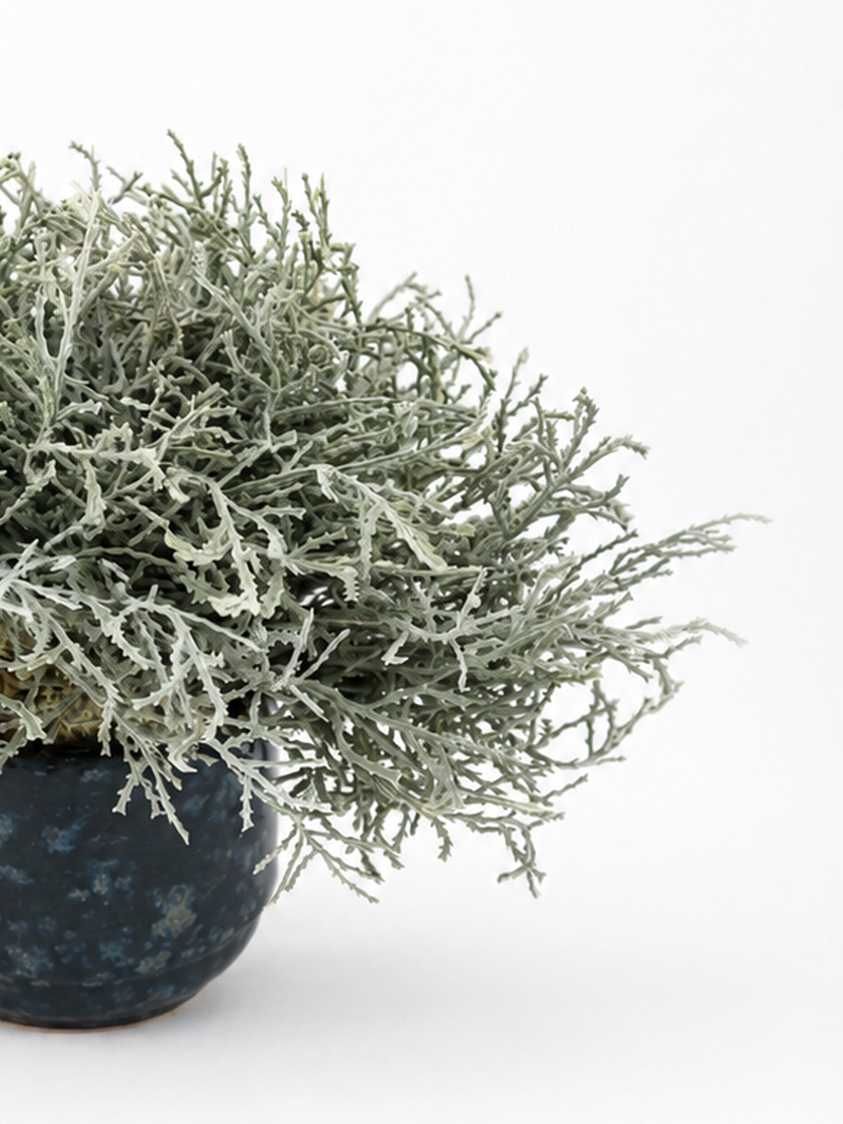 Santolina In Dark Ceramic Pot
