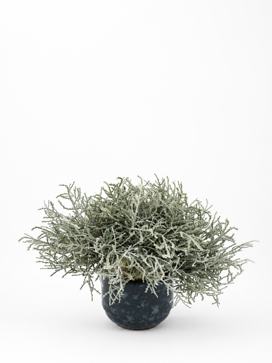 Santolina In Dark Ceramic Pot